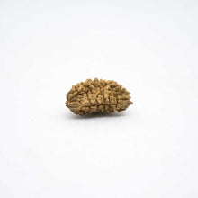 Load image into Gallery viewer, Natural Ek Mukhi/One Face Rudraksha