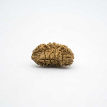 Load image into Gallery viewer, Natural Ek Mukhi/One Face Rudraksha