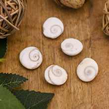 Load image into Gallery viewer, Gomti Chakra(set of 5)
