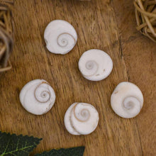 Load image into Gallery viewer, Gomti Chakra(set of 5)
